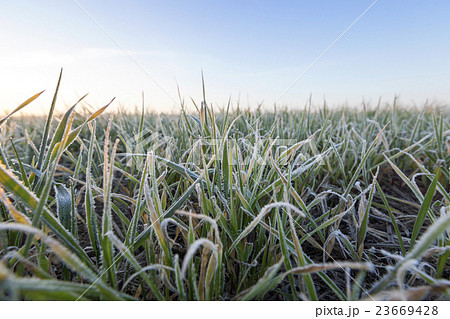 green wheat, frost green wheat, frost 23669428