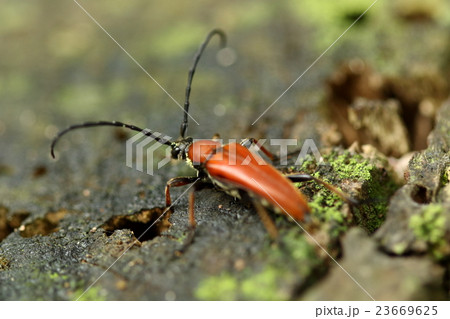 生き物 昆虫 アカハナカミキリ 二センチほどのスマートなハナカミキリ 赤い色が目立ちますの写真素材