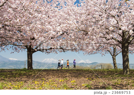 千曲川堤の桜並木 千曲川堤の桜並木 23669753