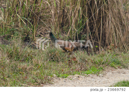 indian peafowl is walking in grass indian peafowl is walking in grass 23669792