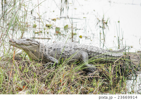 crocodile are semiaquatic and tend to congregate 23669914