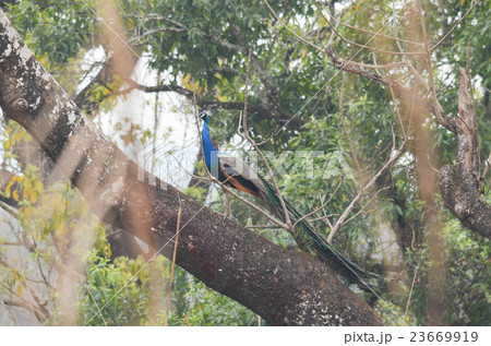 indian peafowl is walking in grass 23669919