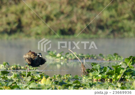 coot is water bird coot is water bird 23669936