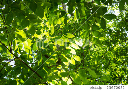 GREEN LEAF BACKGROUND. GREEN LEAF BACKGROUND. 23670082