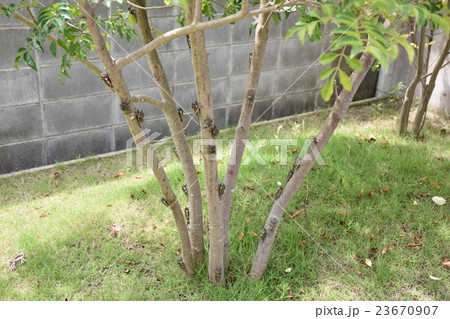 休憩中の蝉達 23670907