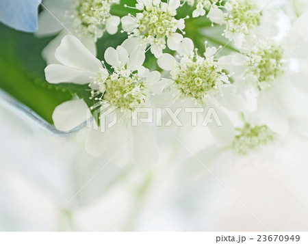 オルレイヤ・グランディフローラ オルレイヤ・グランディフローラ 23670949