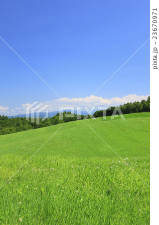 北海道　美瑛町　草原と樹林 23670971