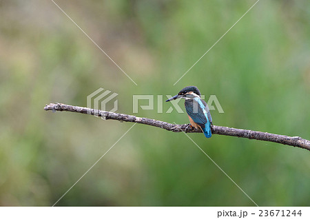 カワセミ 23671244
