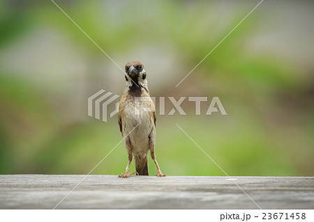 eurasian tree sparrow  23671458
