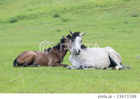 牧場の馬 牧場の馬 23671589