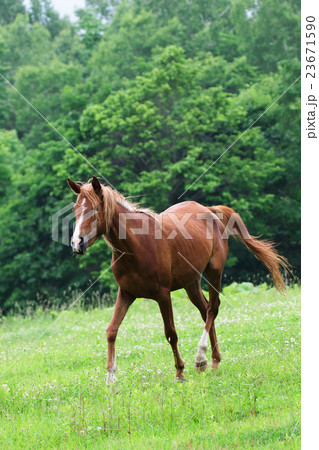 牧場の馬 牧場の馬 23671590