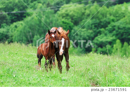 牧場の馬 23671591