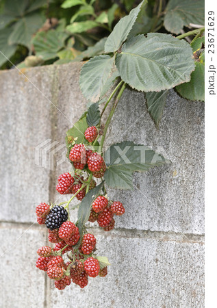 ブラックベリー 23671629