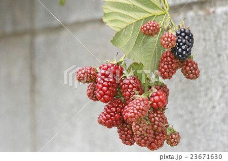 ブラックベリー ブラックベリー 23671630