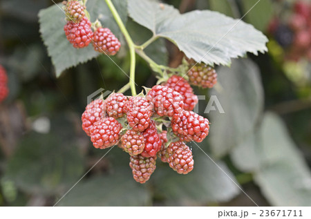 赤くなってきたブラックベリー 23671711