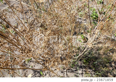 ripe yellow dill ripe yellow dill 23671859