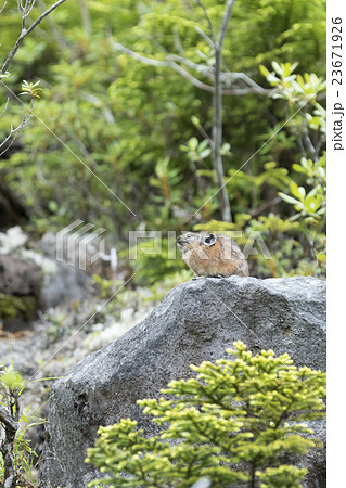 エゾナキウサギ 23671926