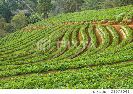 Strawberry garden at Doi Ang Khang , Chiang Mai,  23672041