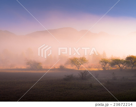 早朝の小田代ヶ原 早朝の小田代ヶ原 23672214