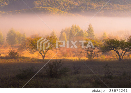 早朝の小田代ヶ原 早朝の小田代ヶ原 23672241