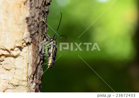 ハンノアオカミキリ ハンノアオカミキリ 23672433