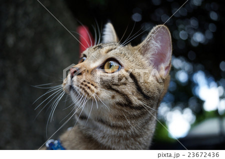猫 ねこ ネコ 23672436