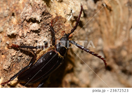 ノコギリカミキリ 23672523