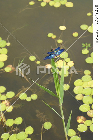 チョウトンボ 23673258
