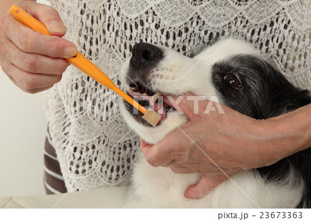 犬の歯磨き・口腔ケア・左向き 23673363