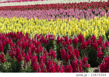 キンギョソウ 23673504