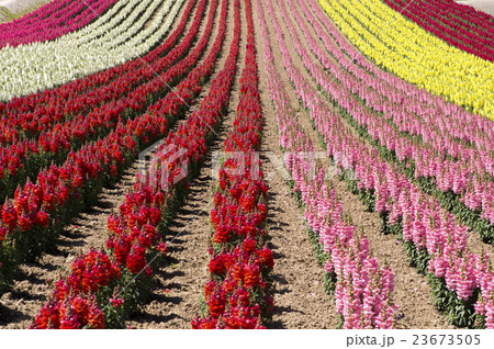 キンギョソウ 23673505