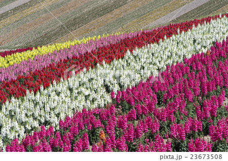 キンギョソウ キンギョソウ 23673508