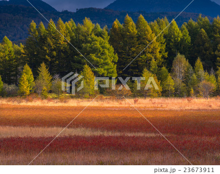 小田代ヶ原の草紅葉 23673911
