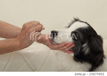 犬・お菓子待て、左向き 犬・お菓子待て、左向き 23674002