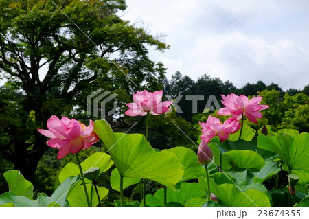 ハスの花 ハスの花 23674355