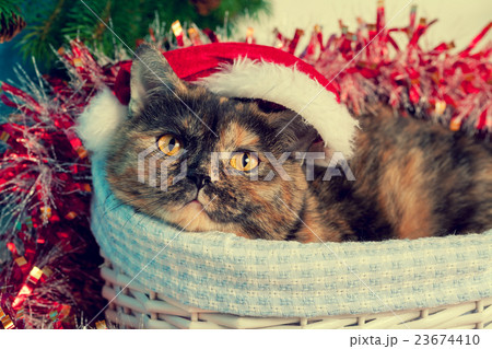 Cat wearing santa hat lying in a basket 23674410
