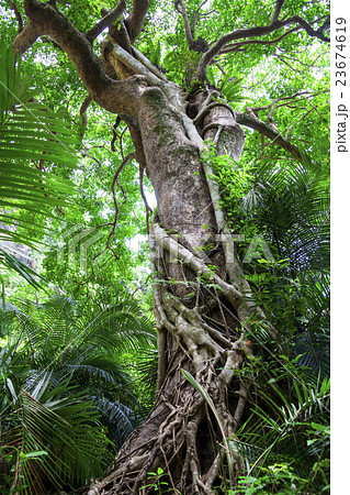 ピナイサーラ01 23674619