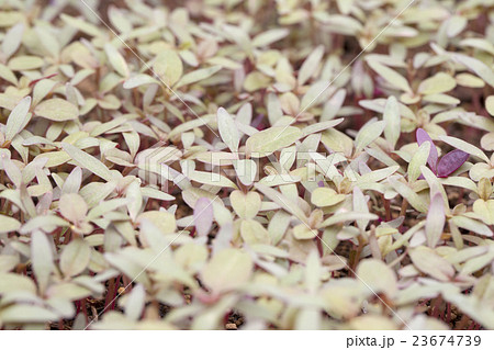 アマランサスの発芽 23674739