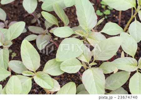 アマランサスの新芽 23674740