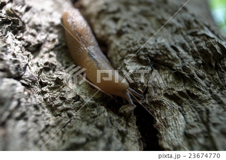 ナメクジ 23674770