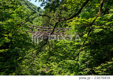 奥祖谷二重かずら橋　男橋 23676856