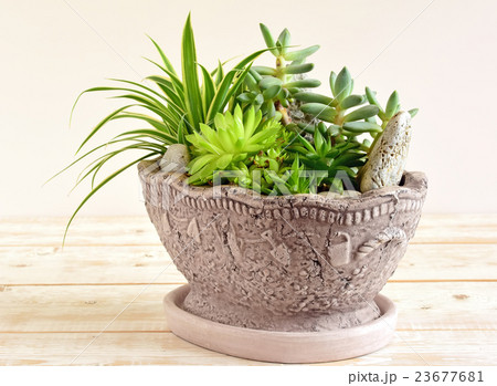 room flowers in pot room flowers in pot 23677681