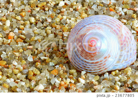 shell shell 23677805
