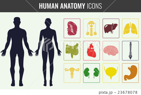 Human organ anatomy set. Vector 23678078
