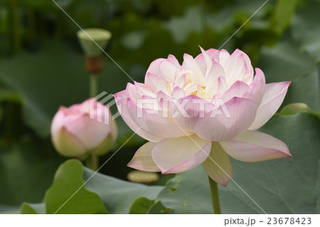 蓮の花 23678423