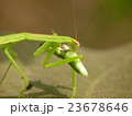 弱肉強食！カマキリの捕食 23678646