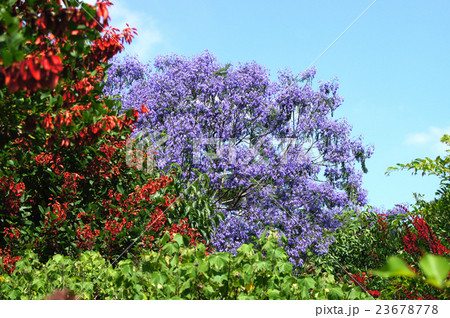 初夏の花・ジャカランダとデイゴ 23678778