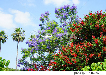 初夏の花・ジャカランダとデイゴ 23678780