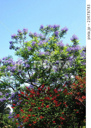初夏の花・ジャカランダとデイゴ 初夏の花・ジャカランダとデイゴ 23678783
