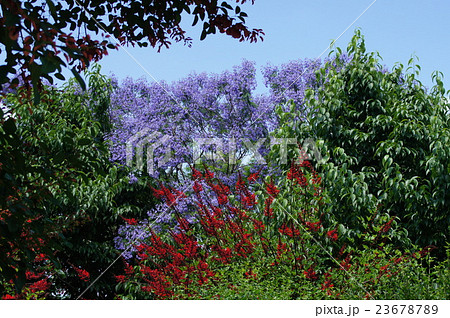 初夏の花・ジャカランダとデイゴ 初夏の花・ジャカランダとデイゴ 23678789